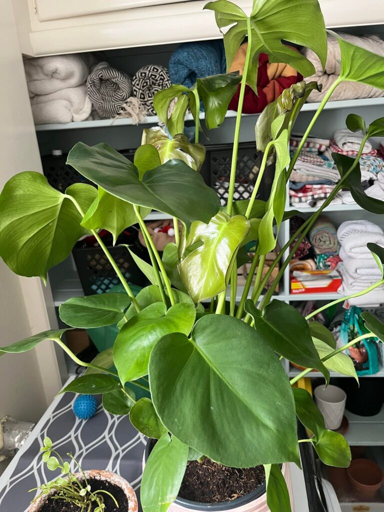 Monstera new growth browning ?
