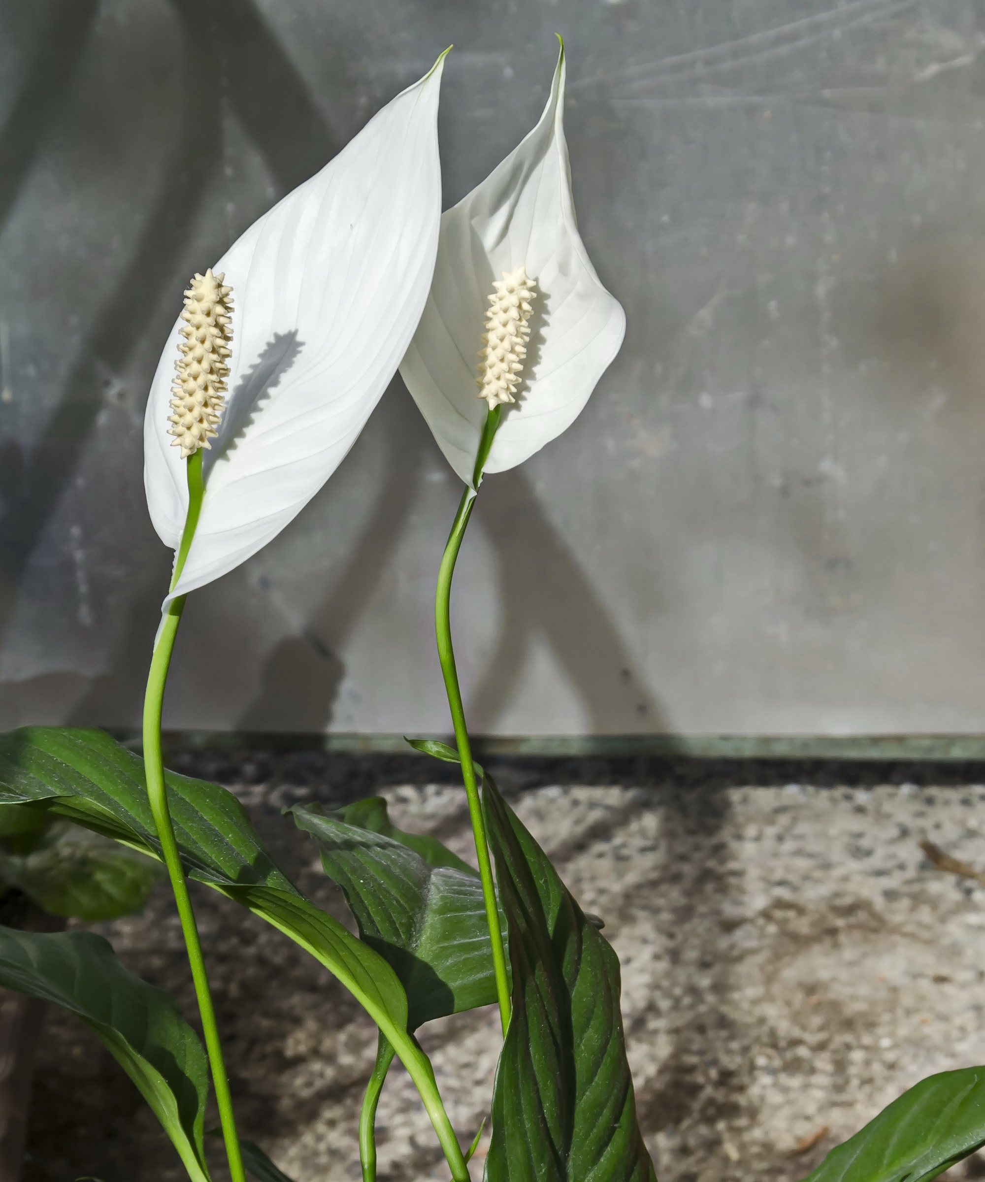 Peace lily outdoors