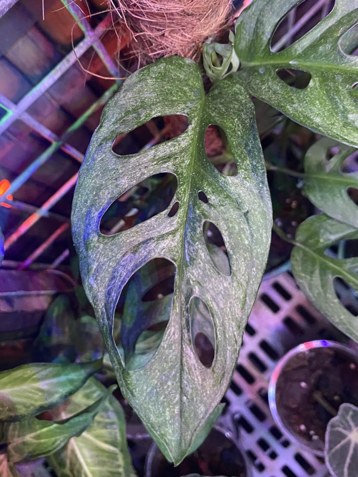 Once a pure green plant in the store, now each new leaf is getting more variegation! I think this is a Monstera adansonii ‘European Mint’.