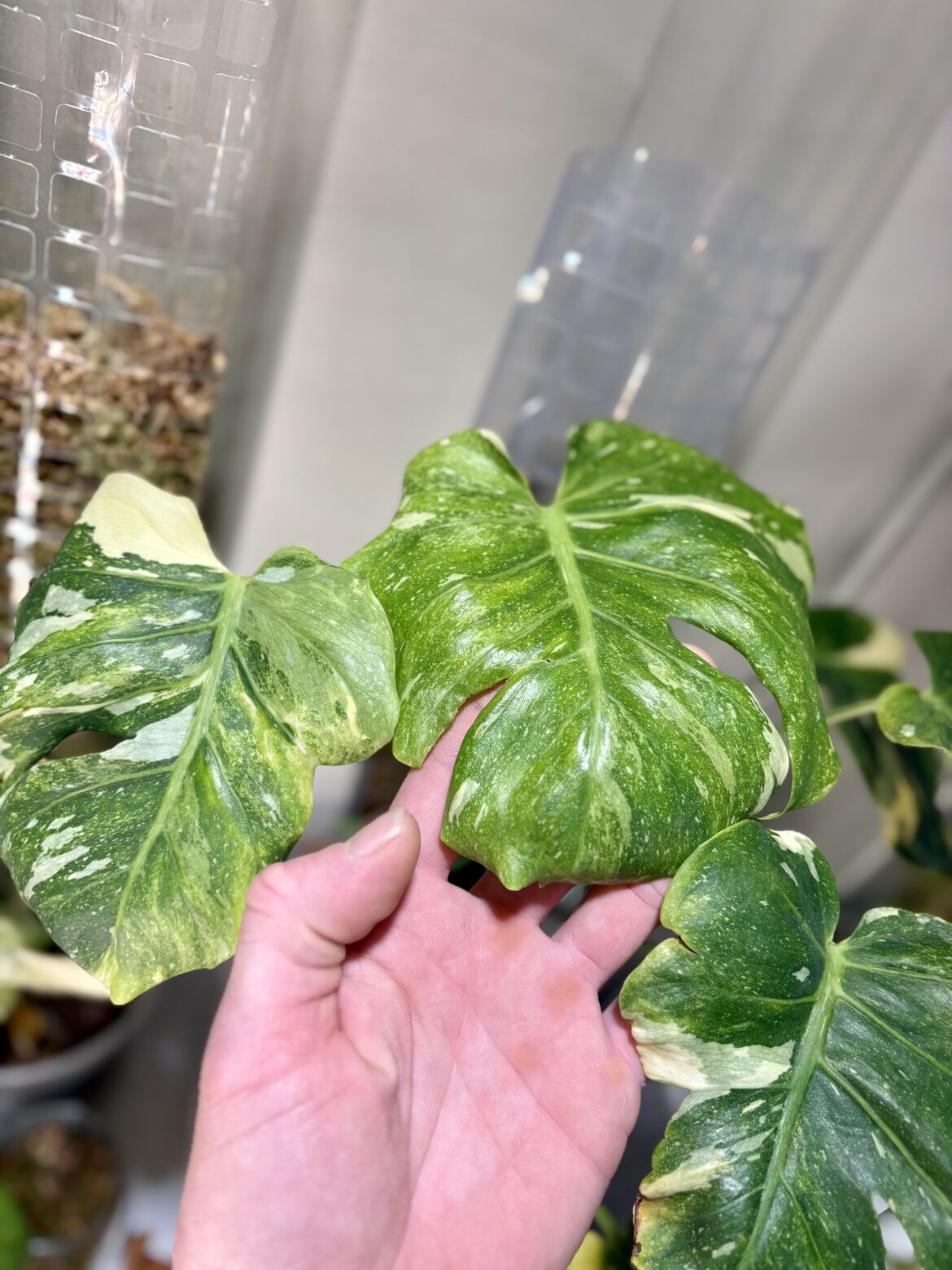 Monstera Tricolour Miracle Mutated💚🤍💛