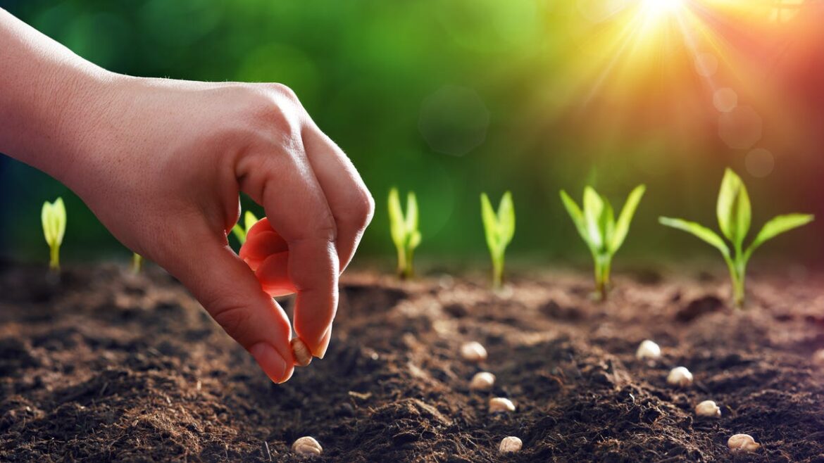 Tips to determine if old garden seeds are still viable Tips to determine if old garden seeds are still viable