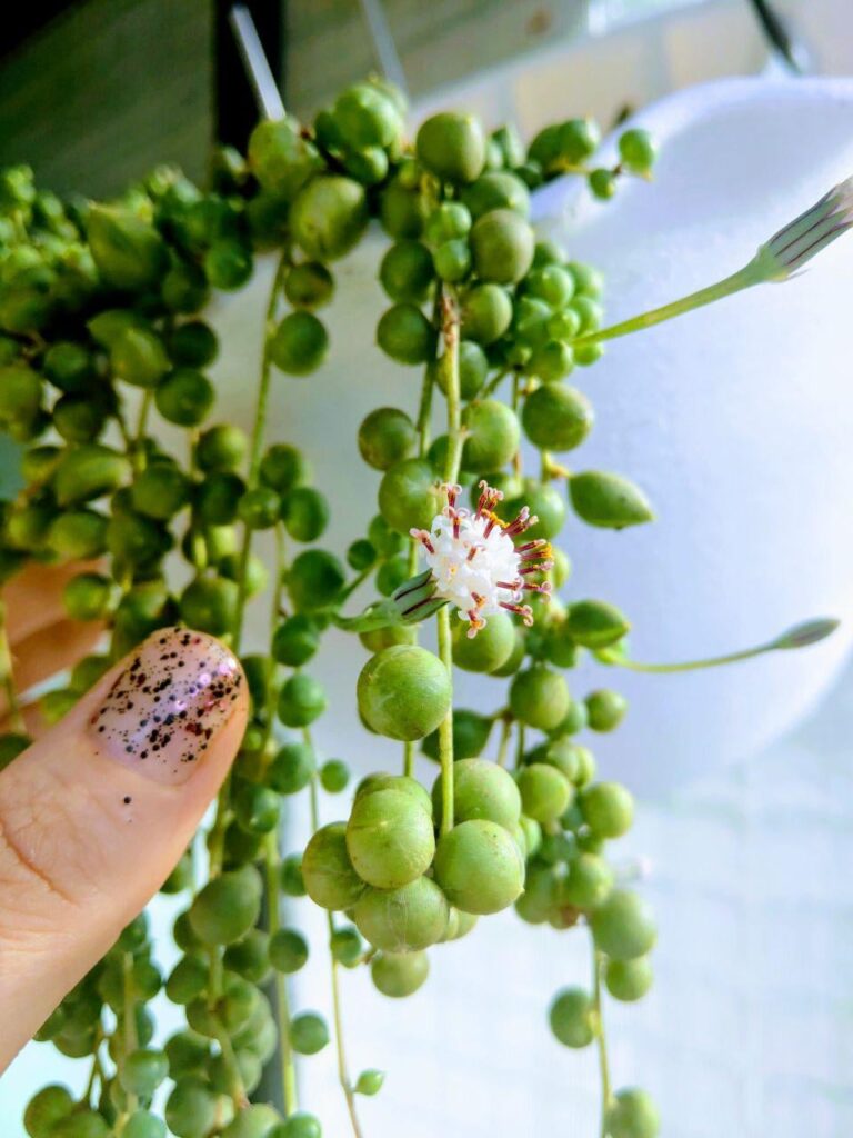 String of Pearls blooming on my balcony 🌱❄️ String of Pearls blooming on my balcony 🌱❄️