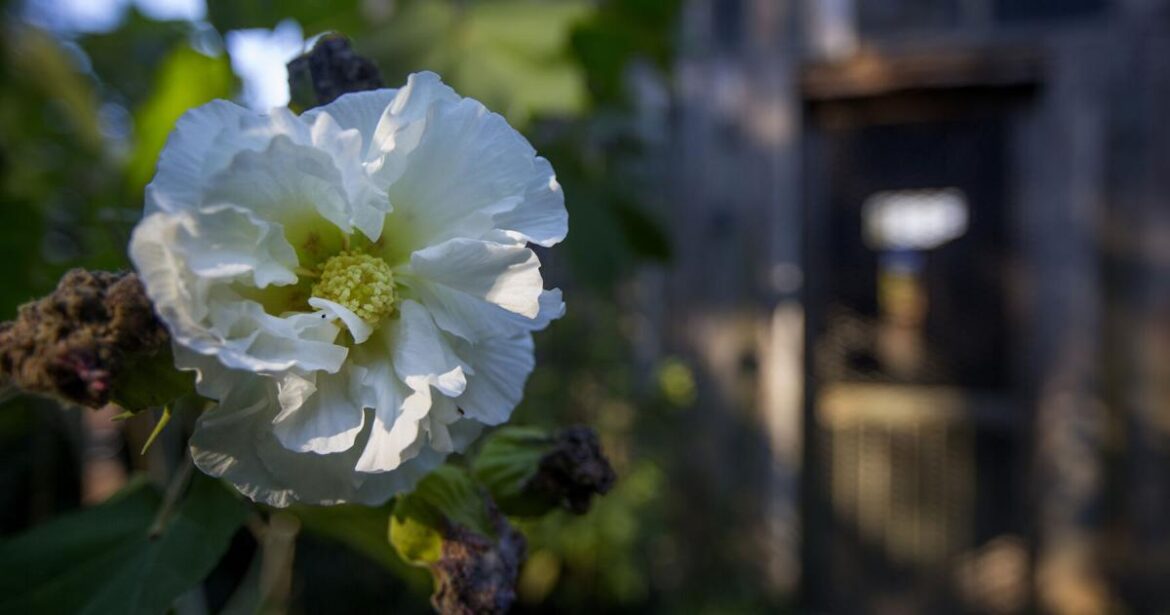 | Home/Garden | nola.com | Home/Garden | nola.com
