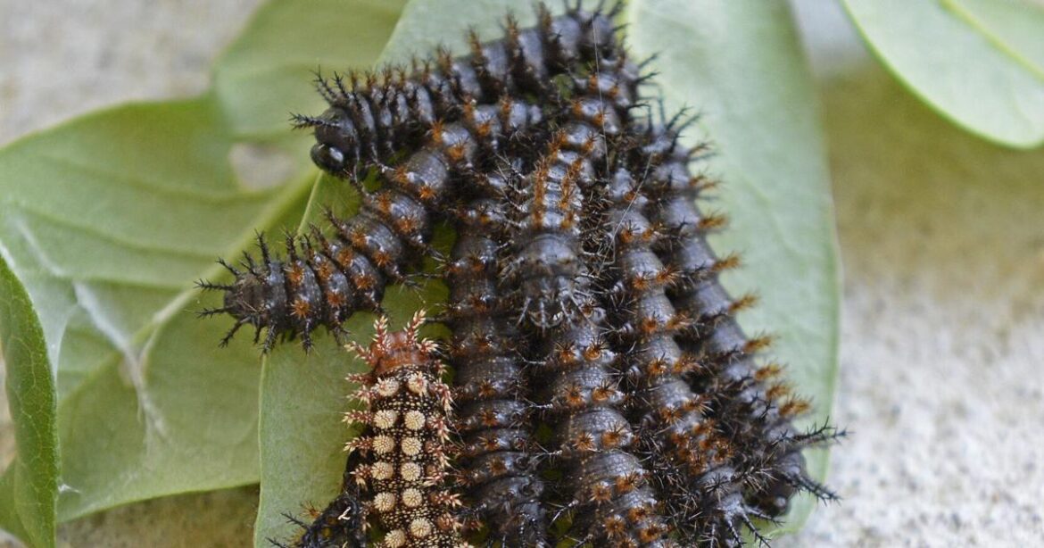 Buck moth caterpillars may come out in force this spring | Home/Garden Buck moth caterpillars may come out in force this spring | Home/Garden