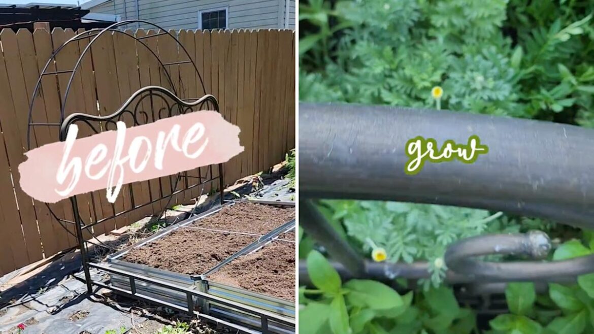 Gardener shares before-and-after video after transforming yard into 'living, breathing' oasis: 'This is beautiful'