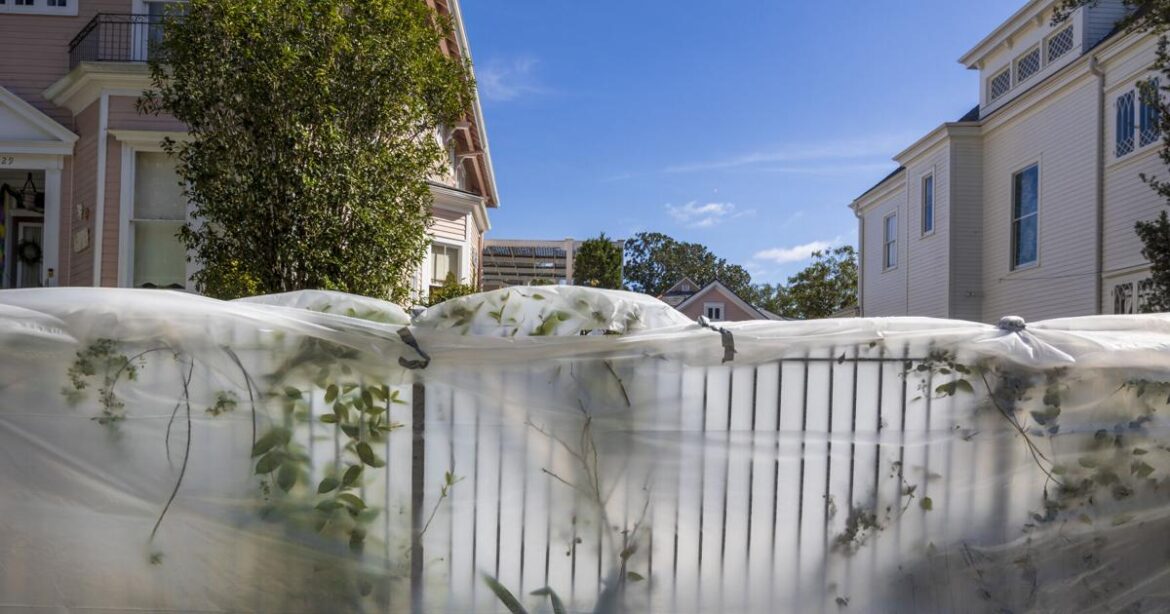 Pruning cold-damaged plants now won't help them recover | Home/Garden