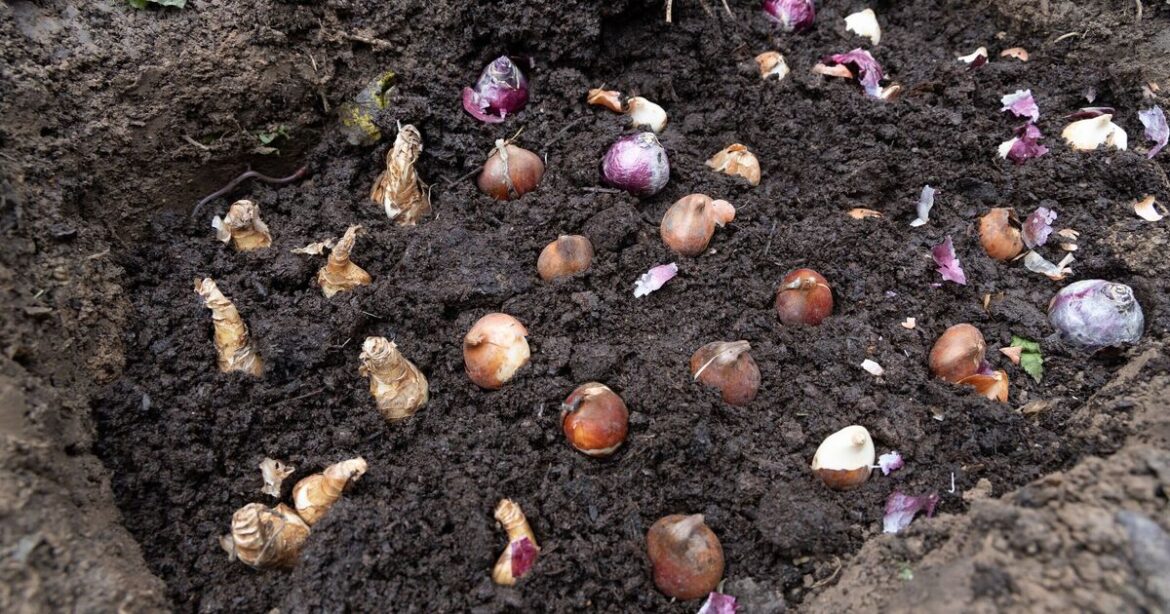 Monty Don shares 4 gardening jobs to complete in January for a thriving garden Monty Don shares 4 gardening jobs to complete in January for a thriving garden