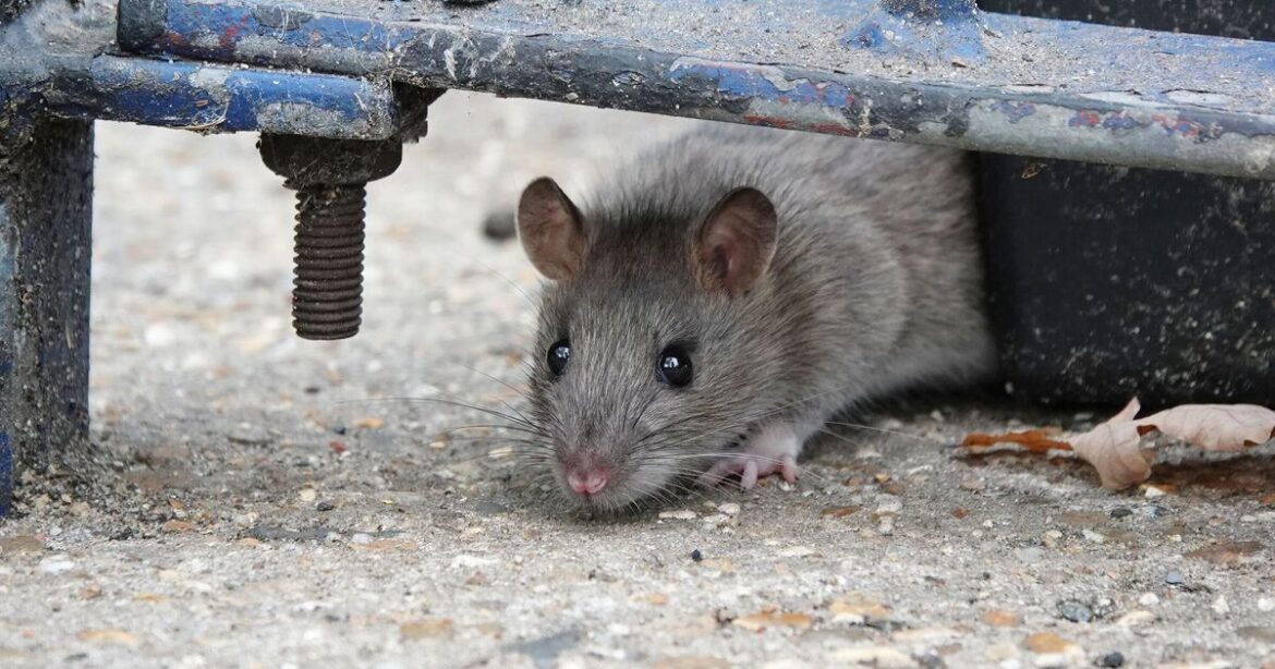 Rats will avoid your garden if you use 52p kitchen staple Rats will avoid your garden if you use 52p kitchen staple