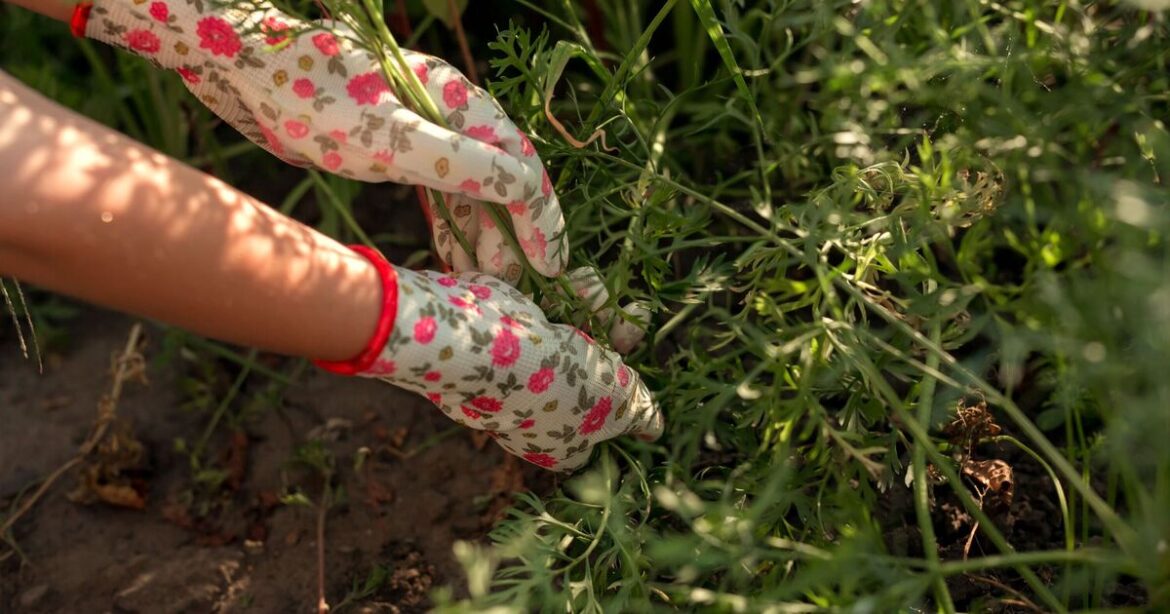 Stop using weed killer on patios when gardener's ‘foolproof’ hack kills weeds in ‘hours’