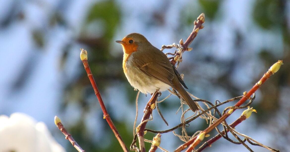 Robins unlikely to appear in your garden if you do 1 task