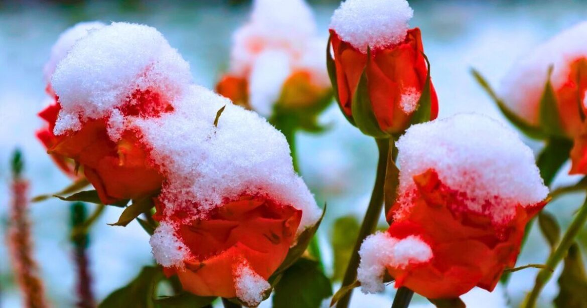 Roses stay healthy and safe from snow if simple item is put in garden Roses stay healthy and safe from snow if simple item is put in garden