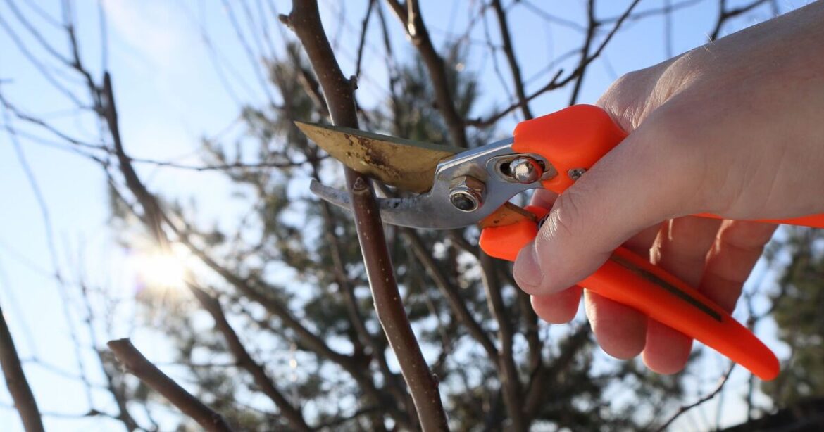 Gardener warns ‘never’ prune these plants in January Gardener warns 'never' prune these plants in January