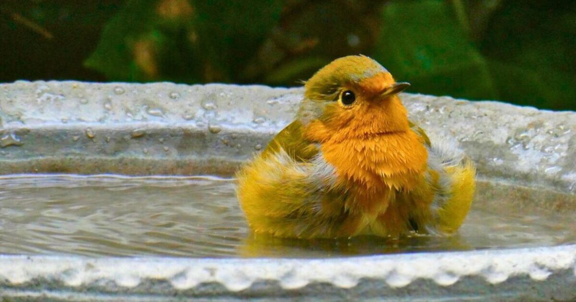 Birdbaths will be functional and unfrozen if gardeners do 30-second task