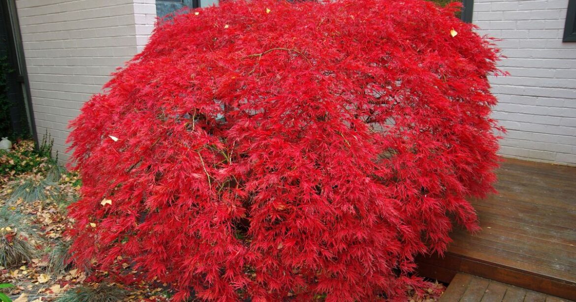 How to grow better Japanese maples with 1 simple gardening task