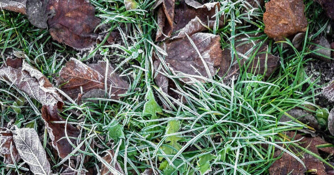 How to keep lawn healthy in winter and stop grass dying with 1 simple task How to keep lawn healthy in winter and stop grass dying with 1 simple task