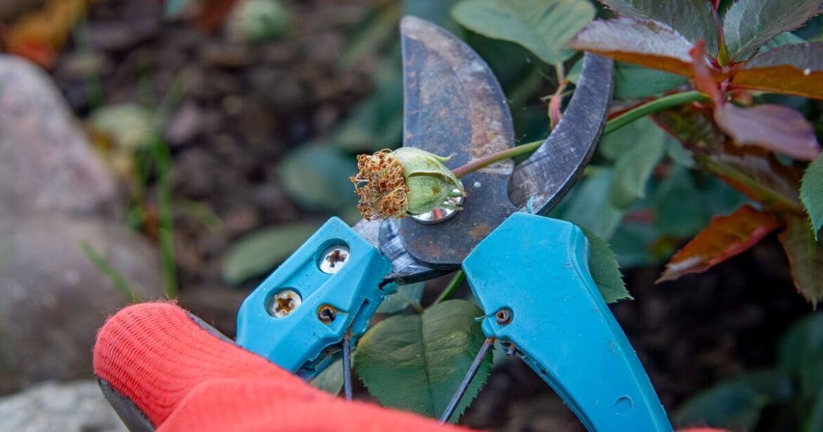 What plants to prune in January for better flowers