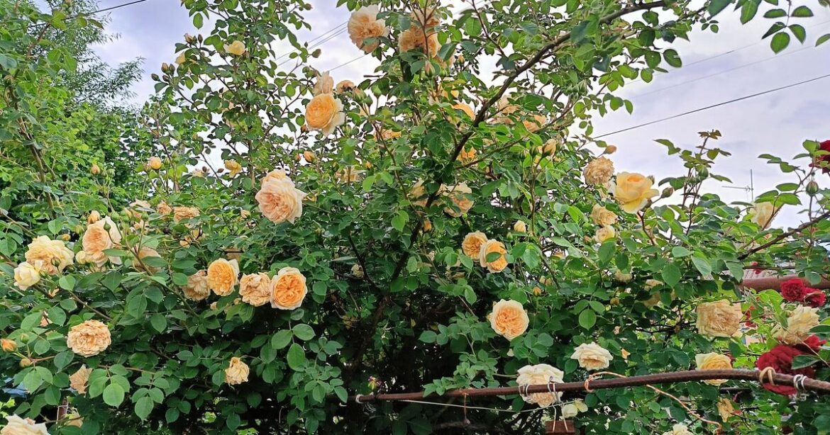 Roses will have 'bountiful blooms' in spring if key task is done now