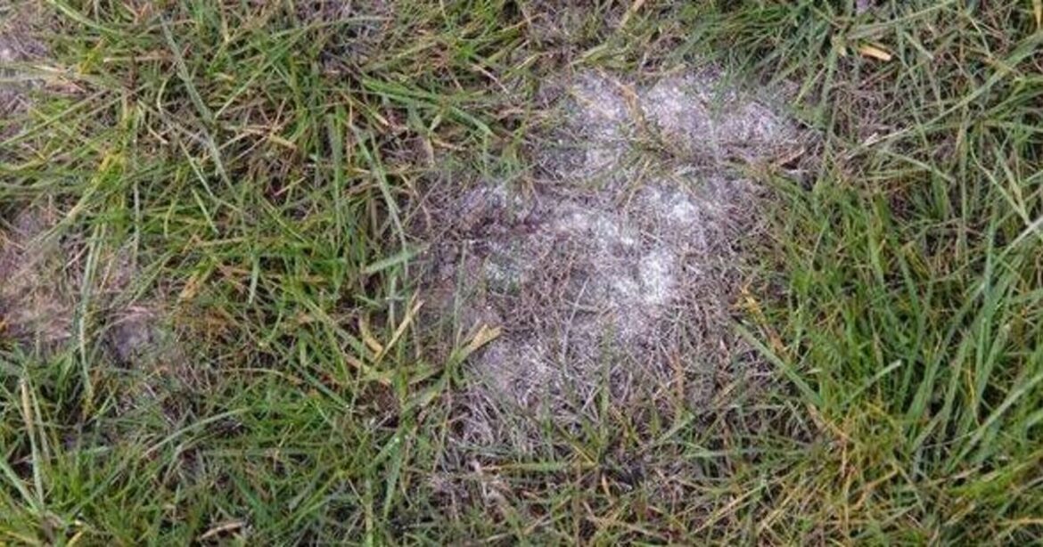 How to make lawns deep green and moss-free in winter