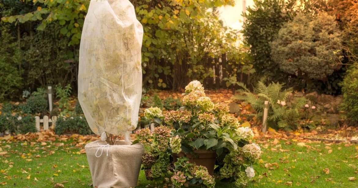 Gardeners urged to put bedsheets in the garden now or risk killing plants Gardeners urged to put bedsheets in the garden now or risk killing plants