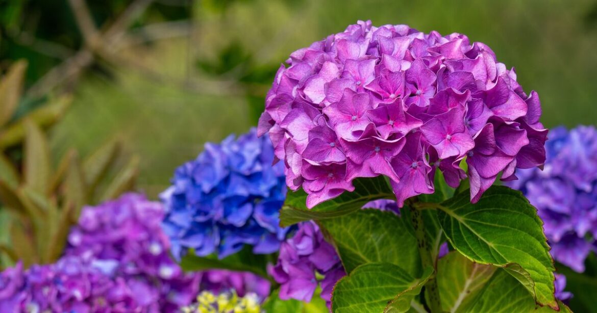 How to avoid hydrangeas not flowering with 1 simple fix