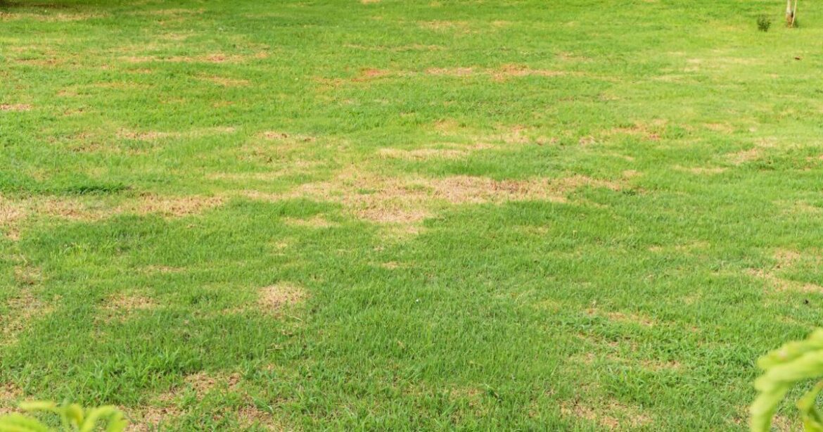 How to keep lawns healthy and free of pests