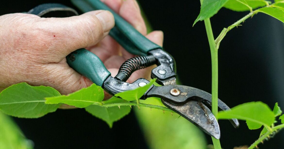 Gardener shares 6 plants that 'should be pruned' in January