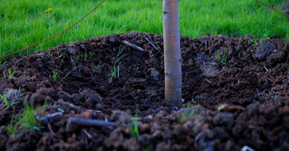 Plant one tree in garden now to ‘gain 5kg of fruit every year’ Plant one tree in garden now to 'gain 5kg of fruit every year'