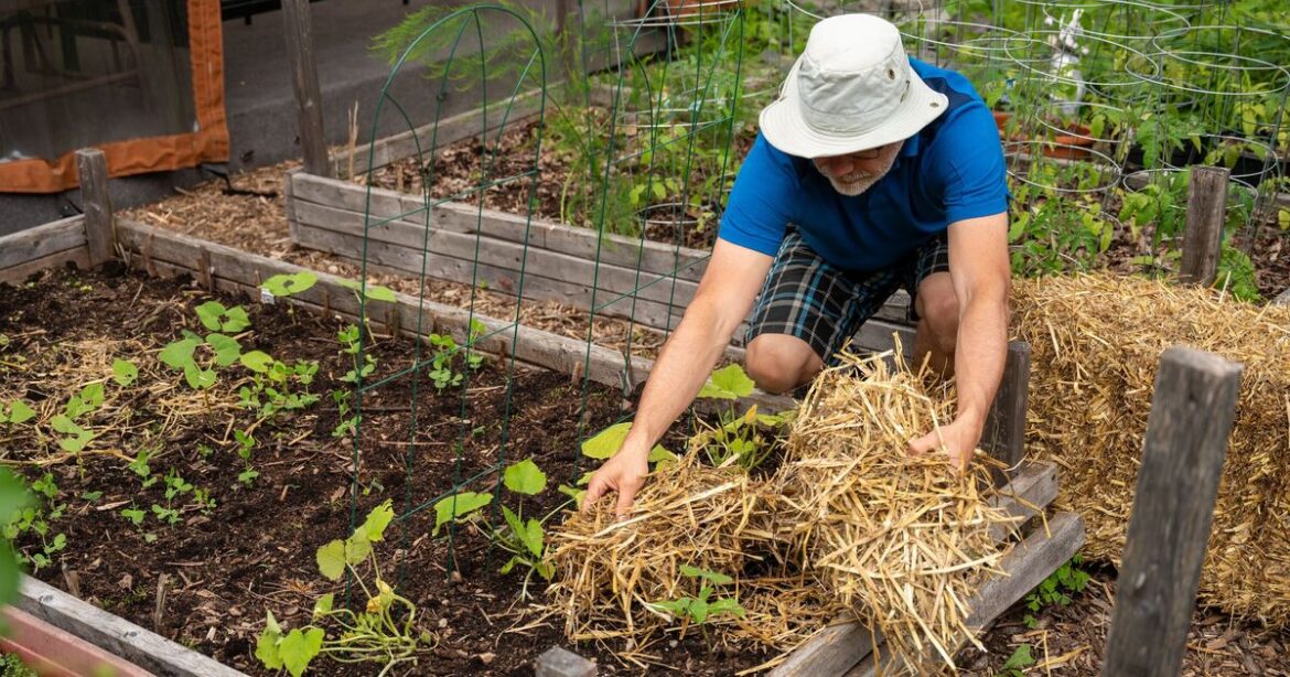 Brits told to put straw in their garden to stop one blight of backyards Brits told to put straw in their garden to stop one blight of backyards