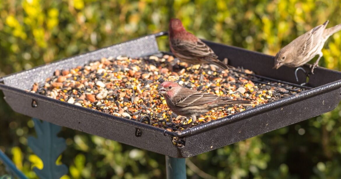Gardeners feeding birds in their garden issued warning