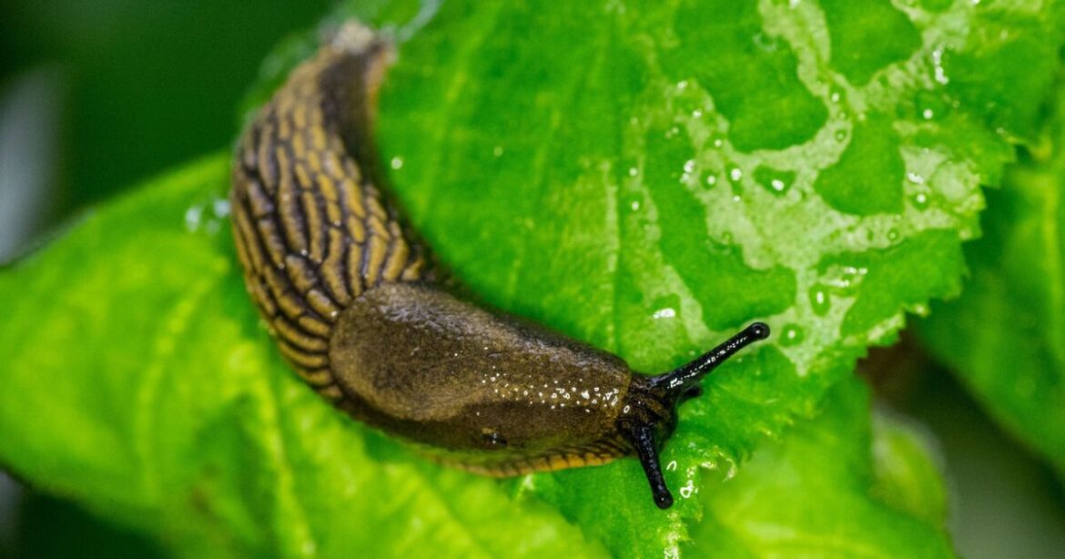 How to stop pests from destroying plants in winter