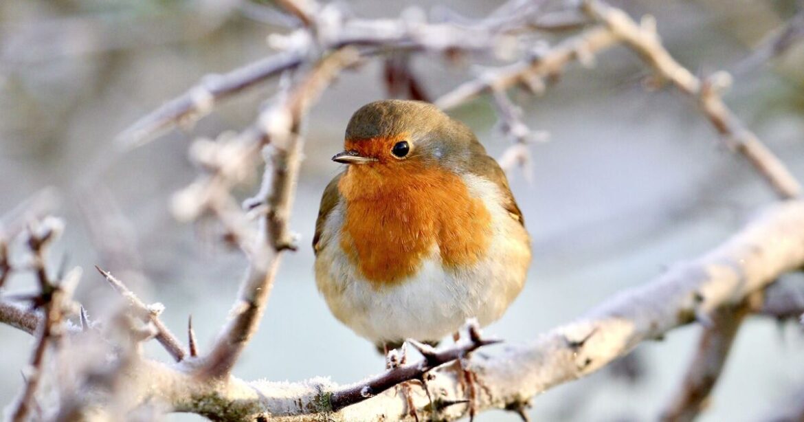Anyone with robins in their garden urged to put out 41p kitchen staple Anyone with robins in their garden urged to put out 41p kitchen staple