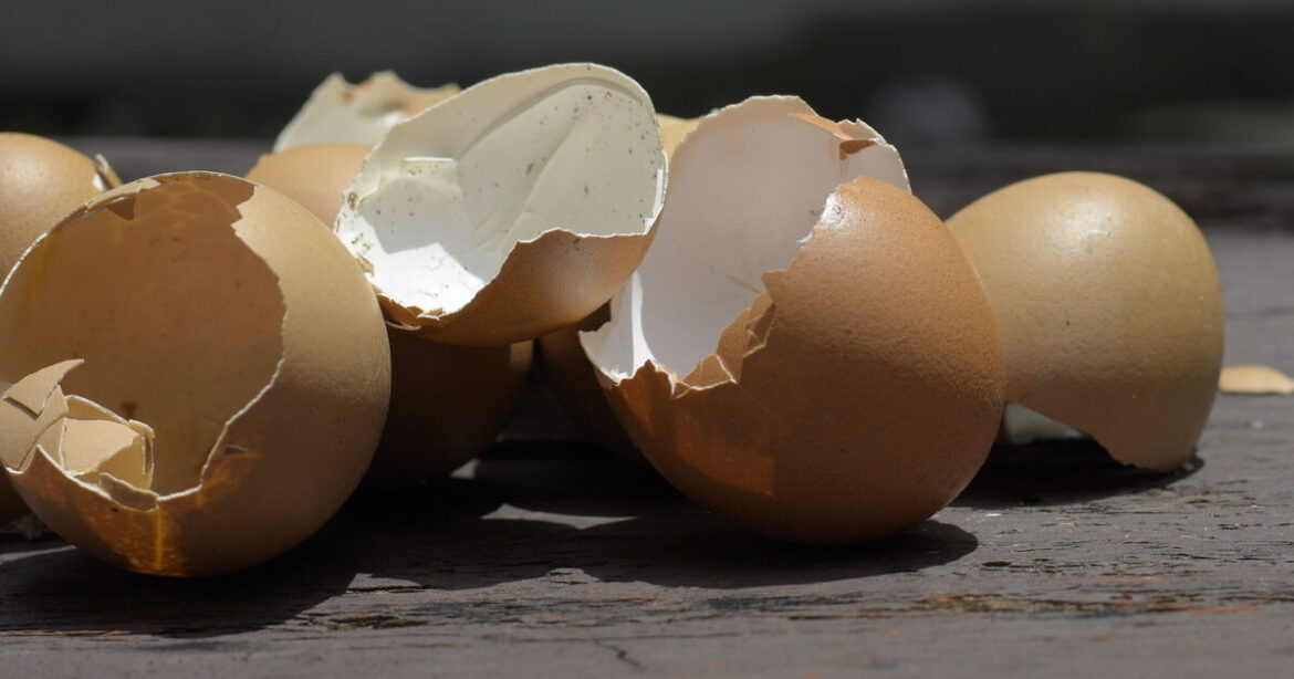 UK households urged to put eggshells in gardens in January