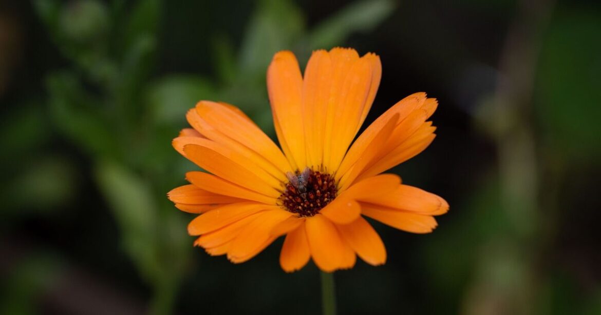The flower that’s ‘better than bug spray’ that all gardeners need to be planting The flower that's 'better than bug spray' that all gardeners need to be planting