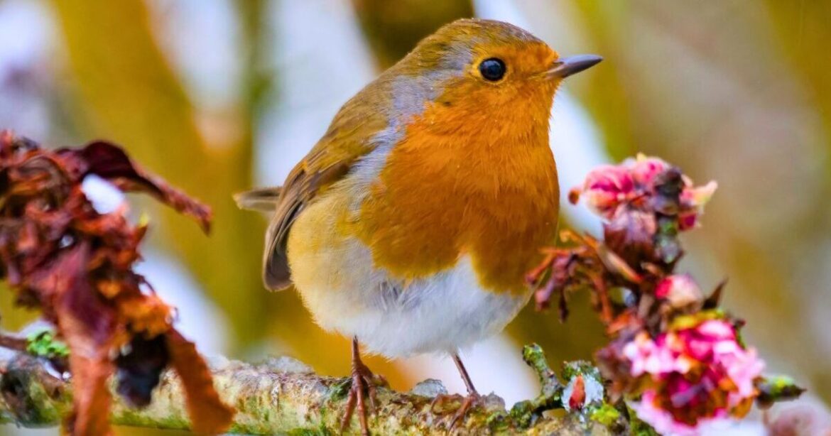 Robins will come into gardens every morning if you do an easy 5-minute task Robins will come into gardens every morning if you do an easy 5-minute task