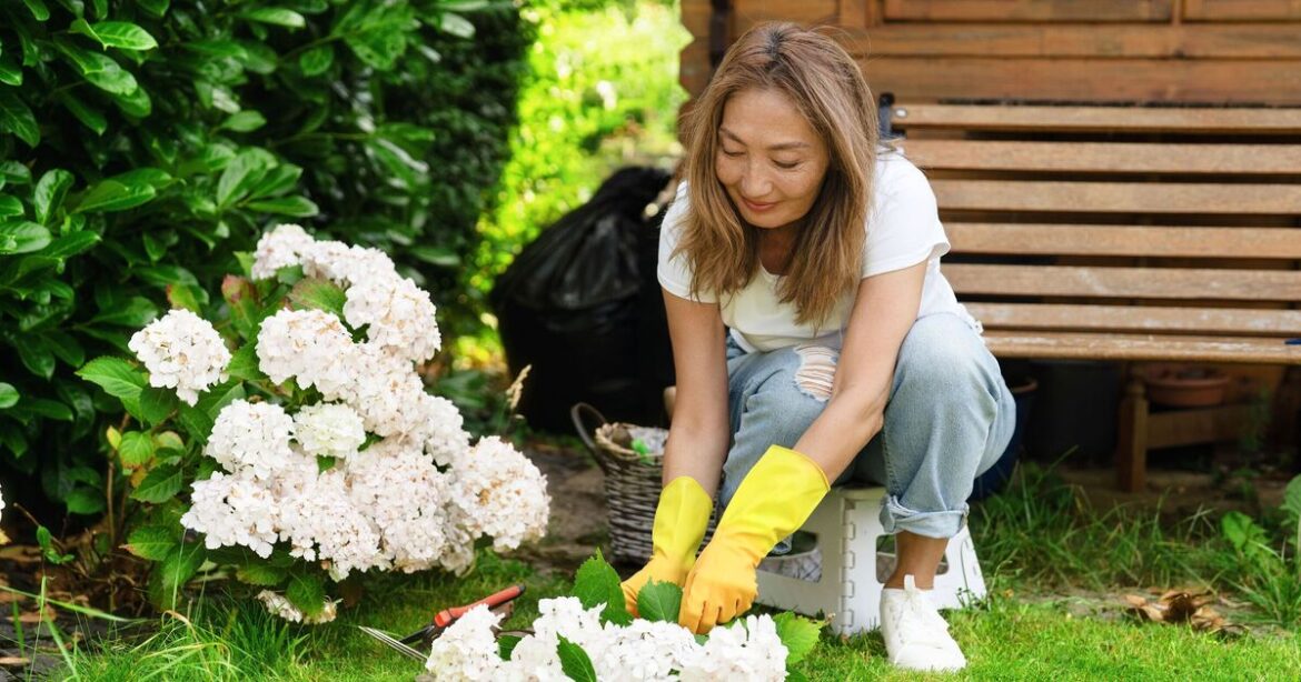 Hydrangeas will thrive if you do 1 job that's 'so important' in January