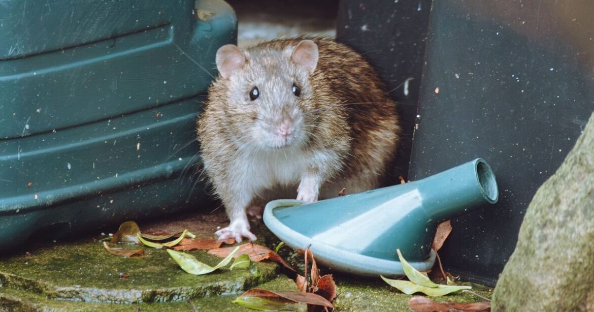 Rentokil urges Brits to put key item in gardens to prevent rats