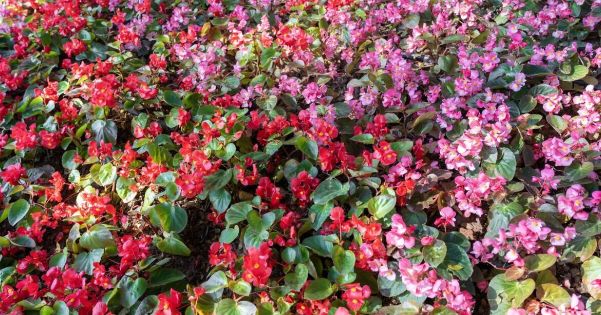 What flowers to plant in January for more blooms in summer – gardening jobs