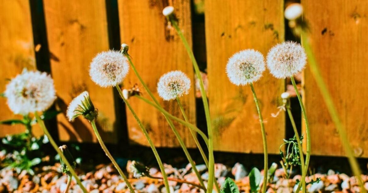 Weeds never grow in gardens if you ditch salt and hot water for 1 better item