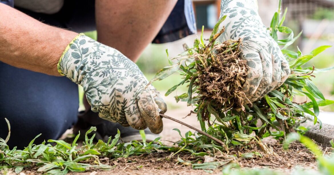 Gardening expert shares ‘cardboard’ method to keep weeds down Gardening expert shares ‘cardboard’ method to keep weeds down