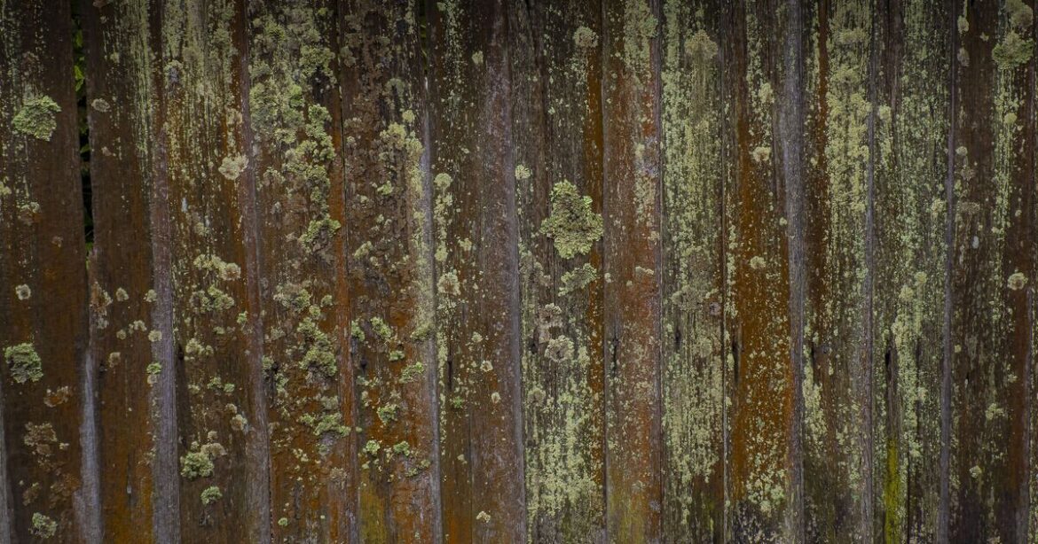 The Mrs Hinch £1 tip to ‘brush away’ green algae from fences