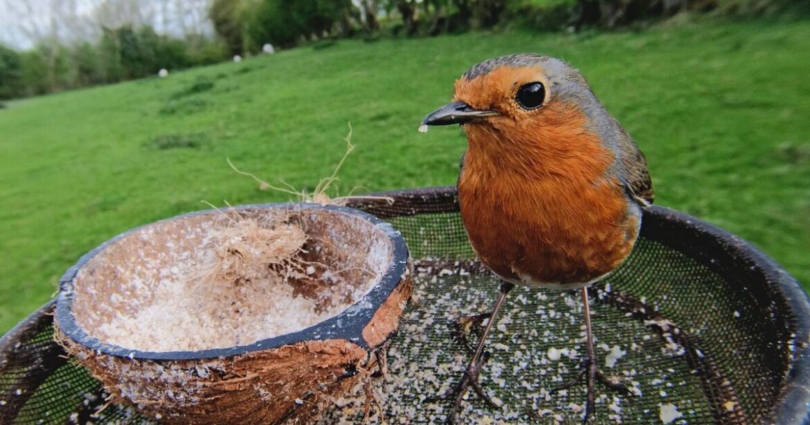 Families warned over using bird table in garden this winter