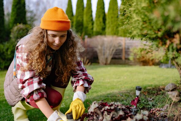 A gardener is focused on pulling out plants and preparing the soil in a backyard. Green bushes surround the area, while the sky A gardener is focused on pulling out plants and preparing the soil in a backyard. Green bushes surround the area, while the sky