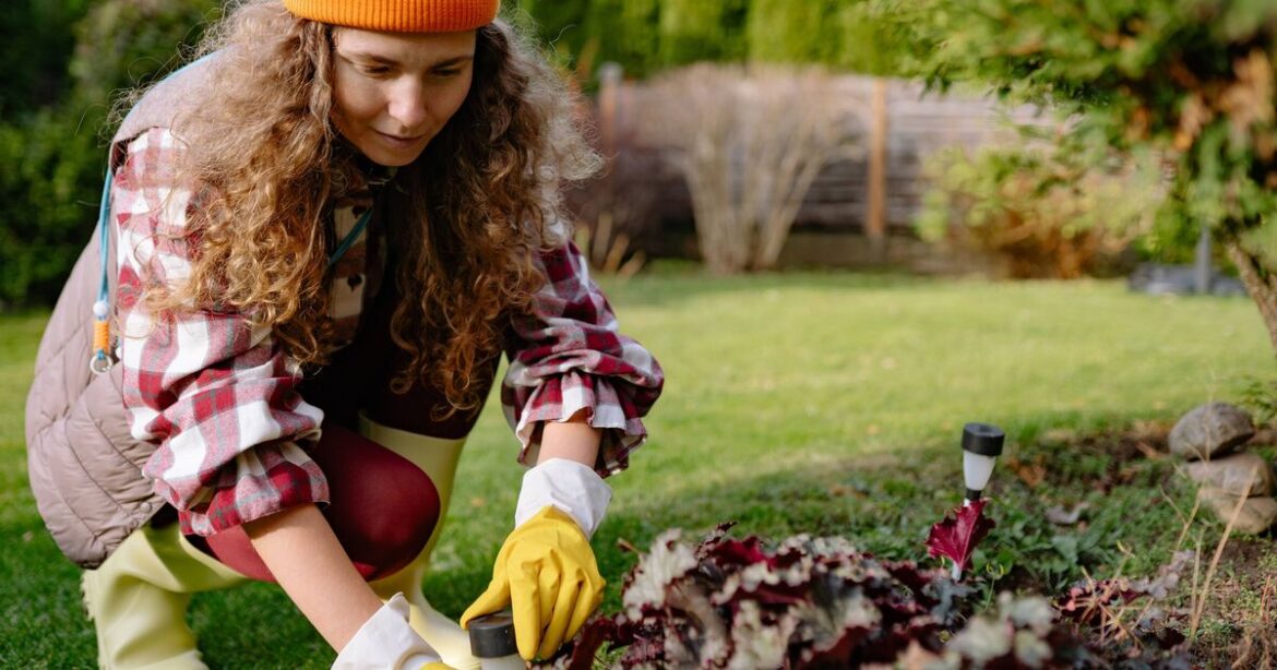 Gardener says sowing in January means plants ‘flower better’ Gardener says sowing in January means plants 'flower better'