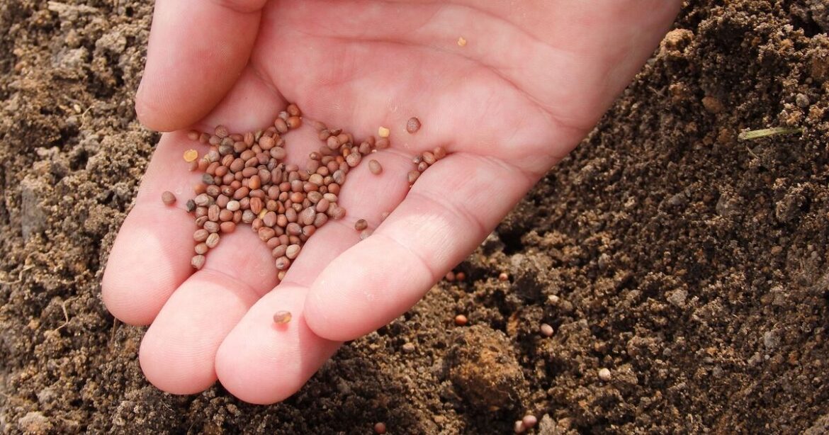 Gardening expert shares the 3 easiest vegetables to plant in January