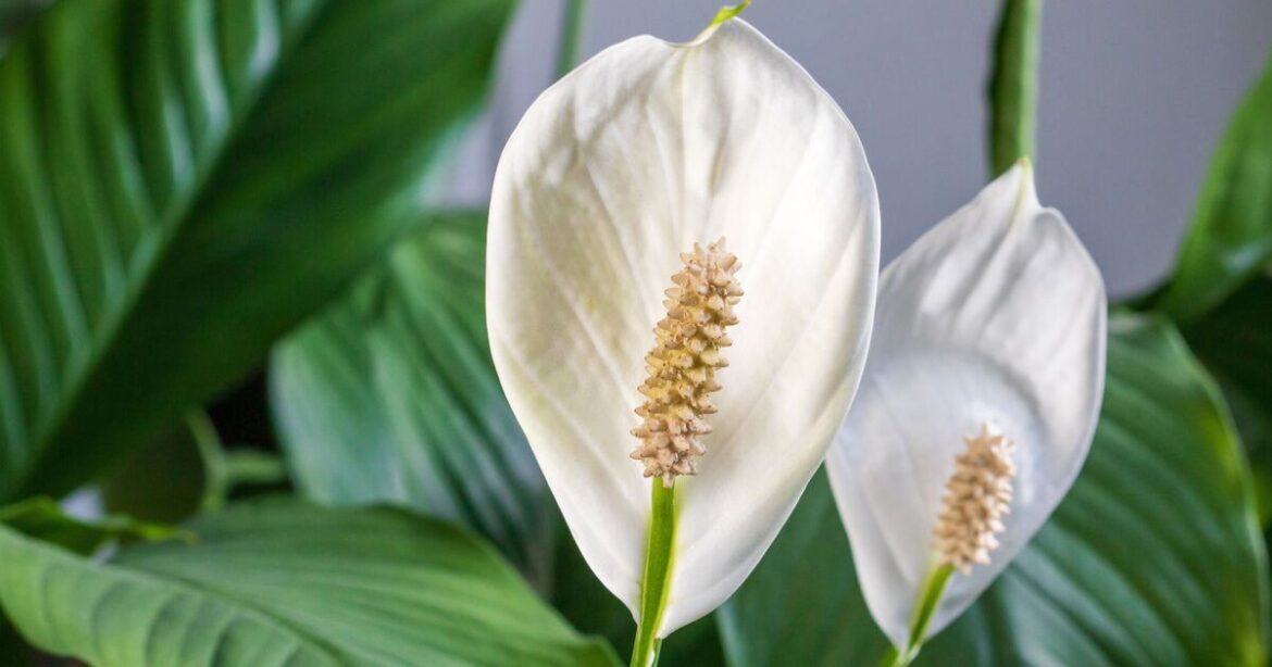 How to get peace lilies to flower with 1 simple change when watering How to get peace lilies to flower with 1 simple change when watering