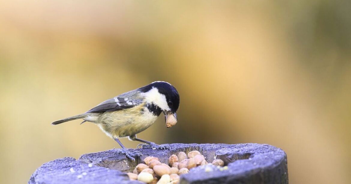 RSPB urges gardeners to watch bird table for 1 hour this weekend