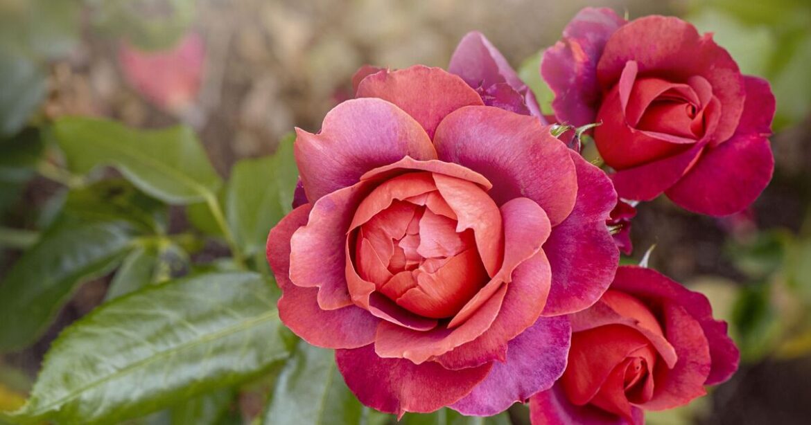 How to encourage bigger rose blooms in spring with 1 task now How to encourage bigger rose blooms in spring with 1 task now