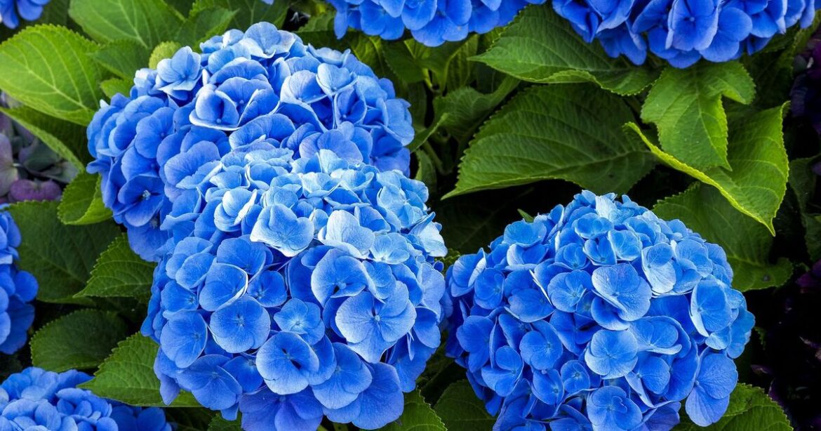 How to make hydrangeas bloom by avoiding 1 common mistake