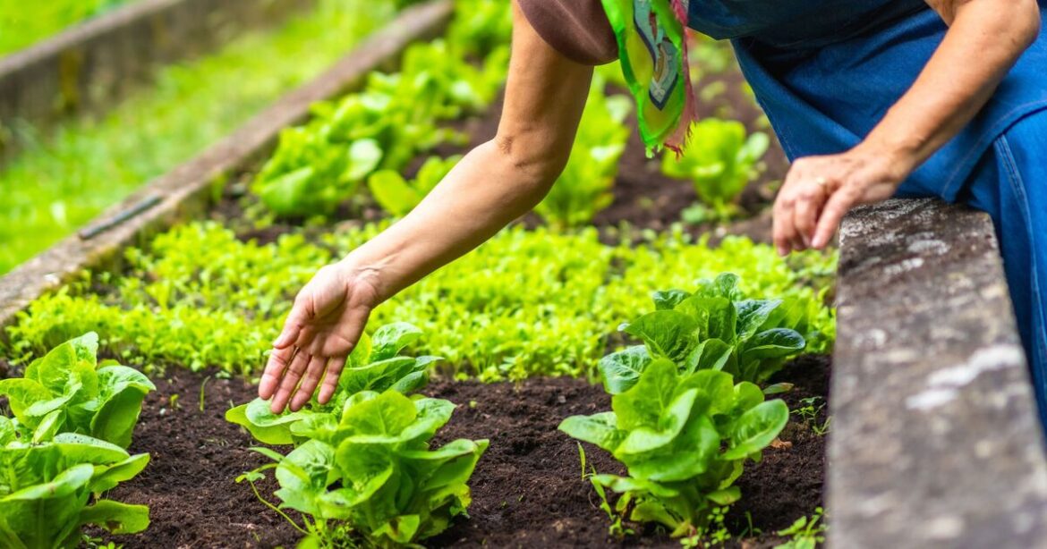 I’m a gardening expert - to start growing food you need these 4 seeds