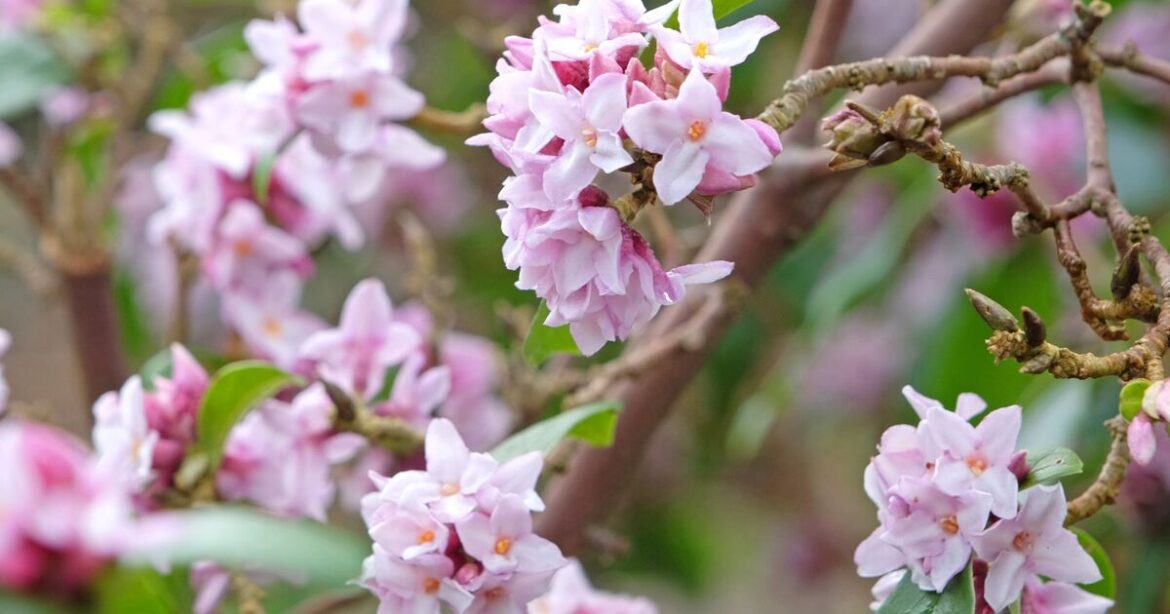 I'm a gardening expert – these 5 plants will turn heads even in winter